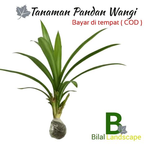 Jual Tanaman Hias Hidup Pandan Wangi Pohon Bibit Tanaman Hias Pandan