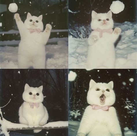 Создать мем "котики милые, белые котики, котики милота" - Картинки ...
