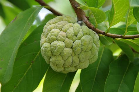 Custard Apple Horticulture Guruji