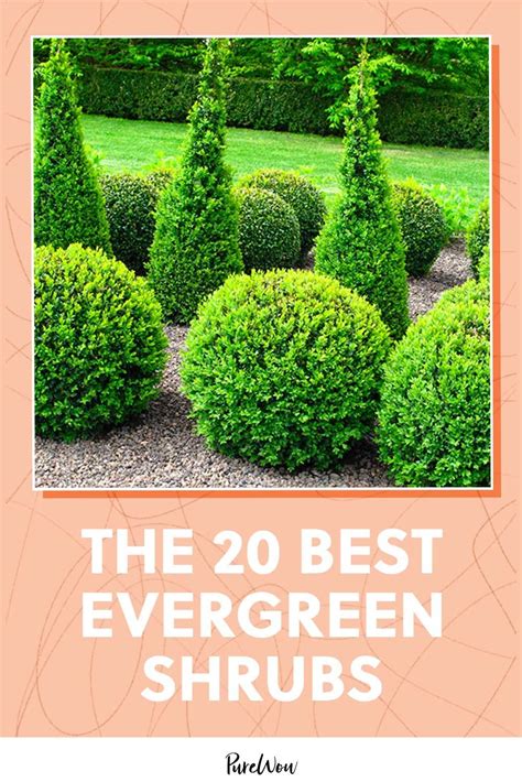 The 30 Best Evergreen Shrubs For The Front Of Your House Landscaping Shrubs Evergreen Garden