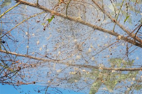 Northern Pecans Fall Webworm Nobodys Home