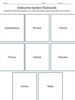 Endocrine System Flashcards By Beverly Biology TpT