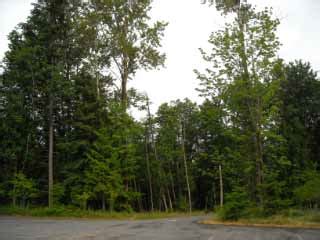 Cougar Mountain Regional Park - TrailMeister