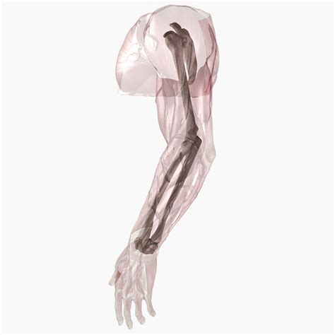 Complete Male Arm Anatomy 3d Model 99 Fbx Max Ma Obj Free3d