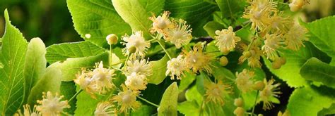 Tilia Platyphyllos Tilleul Grandes Feuilles Grand Arbre Caduc