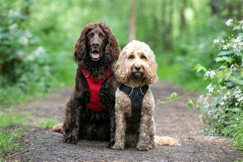 What Is The Best Dog Harness The Cotswold Spaniels