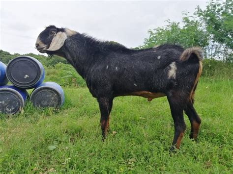 Negros Occidental Farm Raises Purebred Anglo Nubian Goats Through