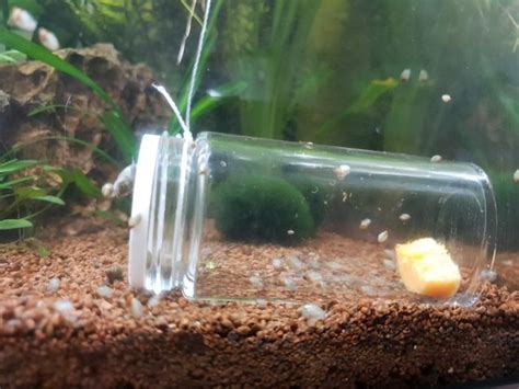 Diy Fish Trap Aquarium Do It Your Self