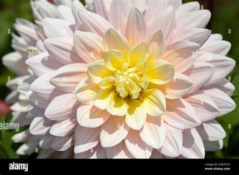 dahlia, variety, dahlias, varieties Stock Photo - Alamy