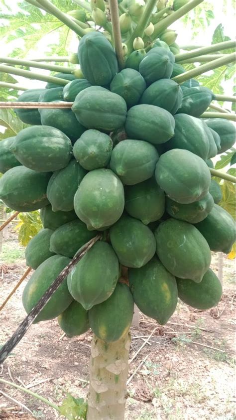 A Grade Papaya Packaging Size Loose At Rs Kg In Rajahmundry Id