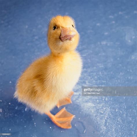 Baby Pekin Duck On Blue Background High-Res Stock Photo - Getty Images