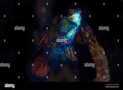 Rainbow Coloured Topical Marine Fish Mandarinfish Mating Above Coral