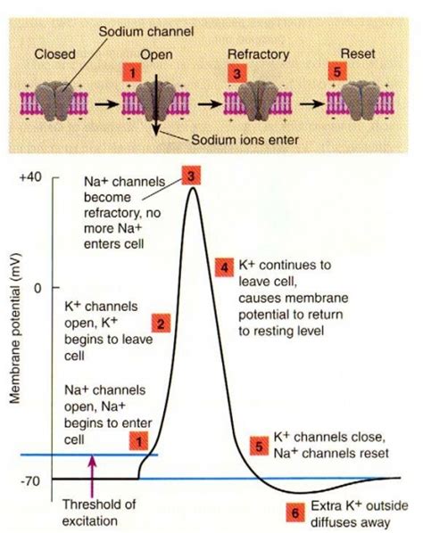 Action Potential Graph