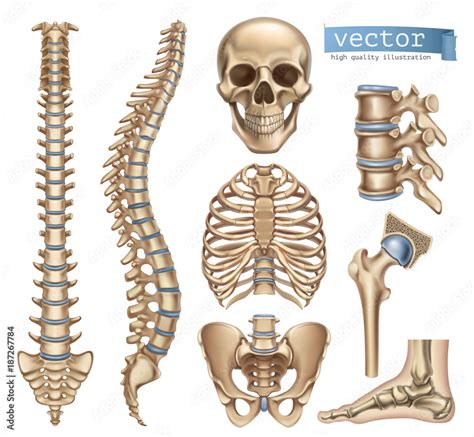 Human Skeleton Structure Skull Spine Rib Cage Pelvis Joints