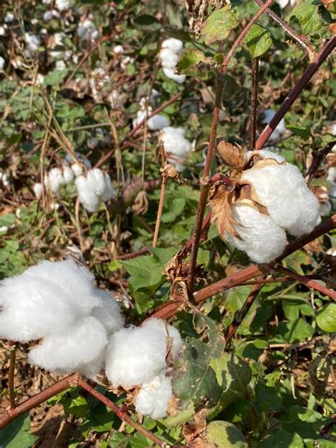 Turkey: Endless Cotton Fields of Southern Turkey – Travel2Unlimited