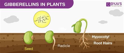 Plant Hormones Presentation