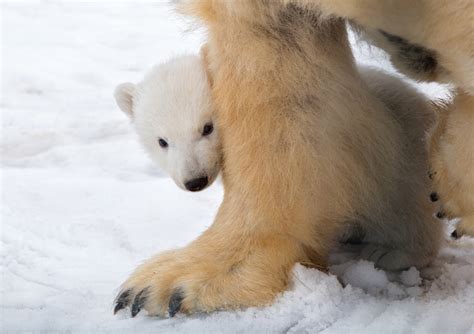 Polar Bear Cub Makes Long Awaited Debut - ZooBorns