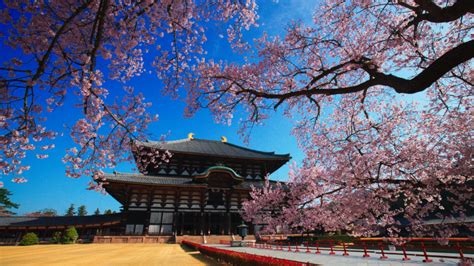 『世界遺産』「古都奈良～東大寺の四季～」東大寺の春夏秋冬を高精細8kと4kカメラで撮影｜tbsテレビ