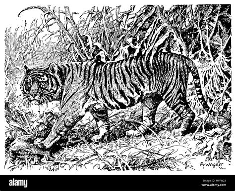 Tiger of Sunda Islands, A. Wagner 1928 Stock Photo - Alamy