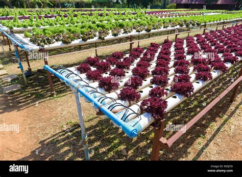 Vegetables Growing With Hydroponic Gardening System Hydroponic Growing