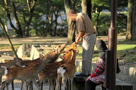 【奈良】奈良公園で鹿と安全に触れ合う方法＆鹿にナメられやすい人の特徴 Djモペのねこまんま