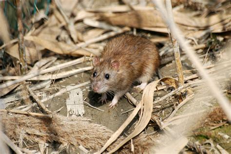 Common Rodents to Lookout for in North Carolina - Carolina Pest