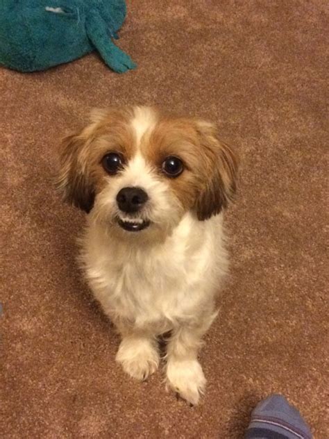 Half dachshund/Half Shih tzu with a cute underbite. Photo by: Jeanne