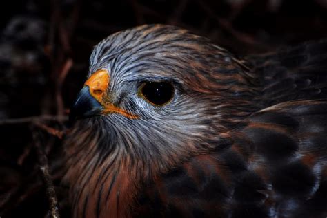 Red-shouldered Hawk Nesting | Shutterbug