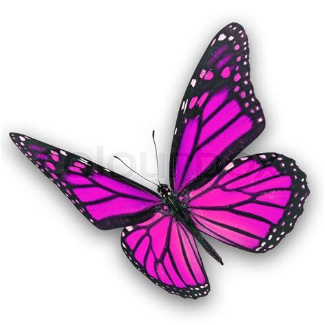 Beautiful Pink Butterfly Flying Stock Image Colourbox