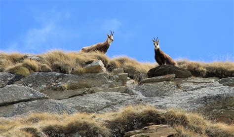 Gran Paradiso National Park