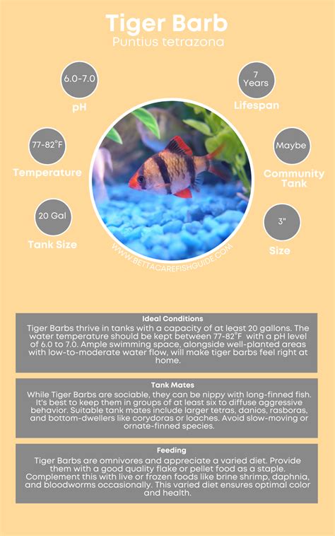 Types Of Barbs For Your Tank From Popular To Rare Betta Care