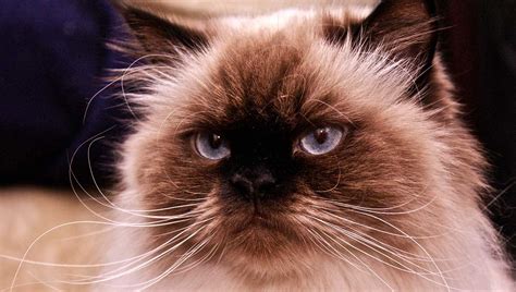 Fun Facts You Didn T Know About Himalayan Cats