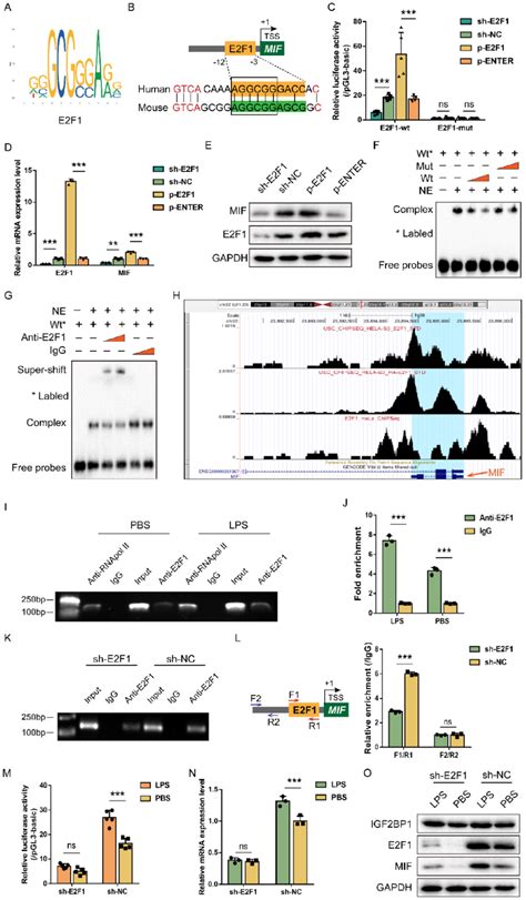 IGF2BP1 Promotes MIF Transcription Via E2F1 A The Specific Binding