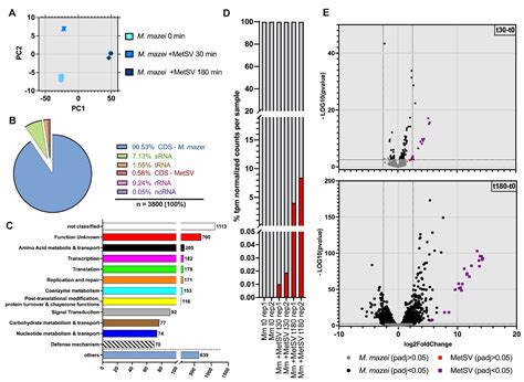 Viruses Free Full Text Dual Rnaseq Analysis Unravels Virus Host