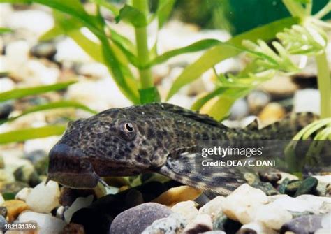 Common Pleco Photos and Premium High Res Pictures - Getty Images