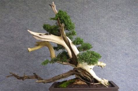Tanuki Bonsai Creating The Illusion Of Nature