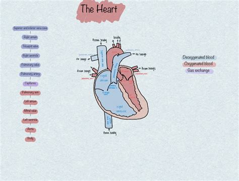 Cardiovascular System Anatomy Notability Gallery