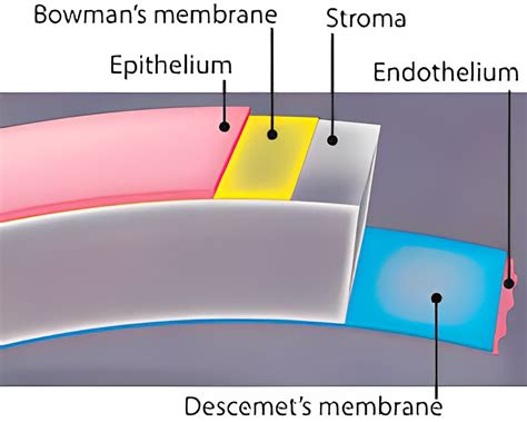 Mastering Descemet S Membrane In The Ultimate Guide To Anatomy