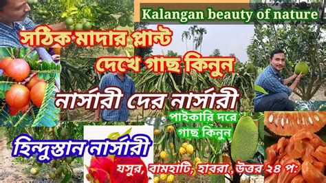 Hindustan Nurseryদেশি ও বিদেশি সমস্ত গাছের বিশ্বস্ত নার্সারীhybride