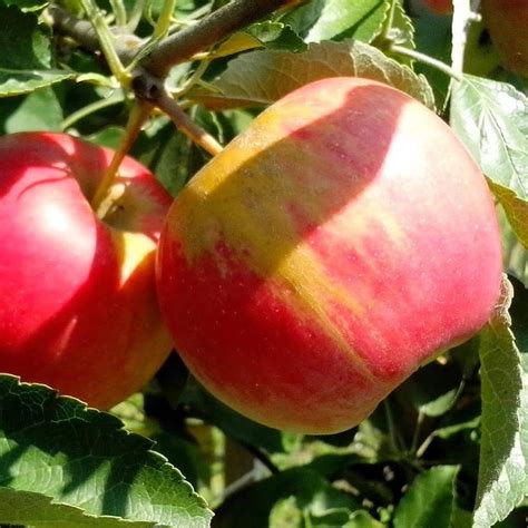 Freedom Apple Tree For Sale 4 5ft Bareroot Organic Grafted Plantas