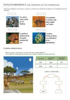 Ecosistemas relaciones y cadenas alimentarias Idioma español o