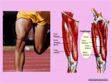 Cuádriceps: Anatomía, función y ejercicios de fortalecimiento y potenciación - Abdominales.info