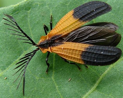 Net Winged Beetle Caenia Dimidiata Bugguidenet