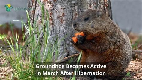 What Does a Groundhog Eat | Groundhog Diet and Their Food Nutrition