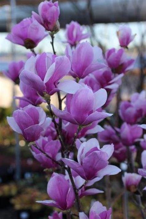 Magnolia Soulangeana Alexandrina Devil Mountain Wholesale Nursery