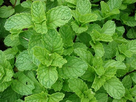 Mentha Spicata Origem Caracter Sticas E Cuidado