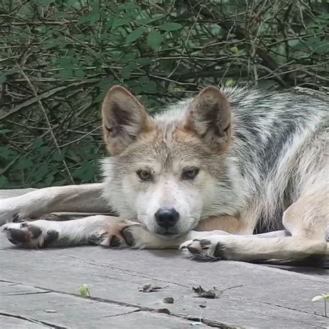 Keith On Twitter RT Nywolforg Your Moment Of Calm