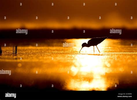 Sunset Nature And Bird Sunset Nature Background Common Water Bird