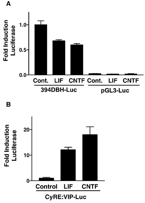 Cytokines Decrease Dbh Transcription M Cells Were Grown In Control