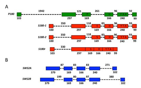 Exon And Intron Structure Of X Helleri Lws And Sws2 Opsin Genes Gene Download Scientific